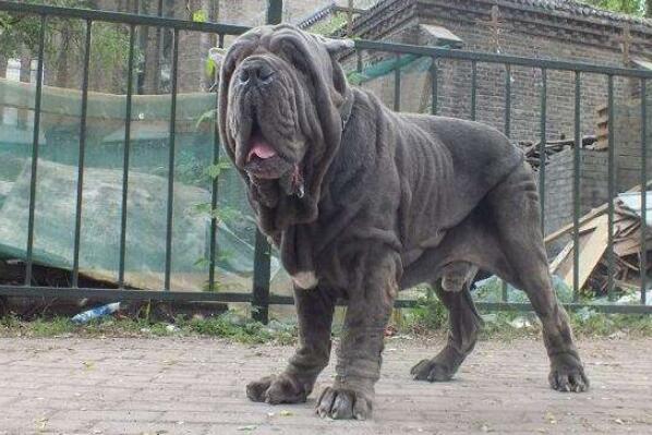 世界十大最危險猛犬，世界猛犬有哪些？